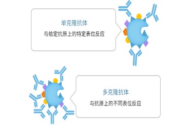 抗体的基础知识（二）