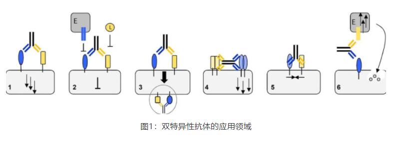 转载|双抗：结构与功能优化