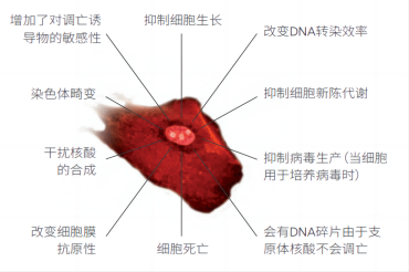 转染前为什么先检测支原体？