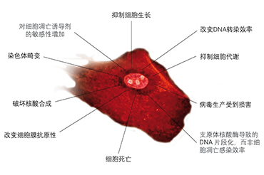 电转百科指南之每日问候：您的细胞转染结果好吗？