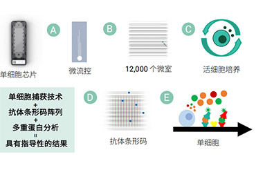 单细胞功能蛋白组学用于工艺流程优化研究方案——助力Iovance TIL 工艺优化