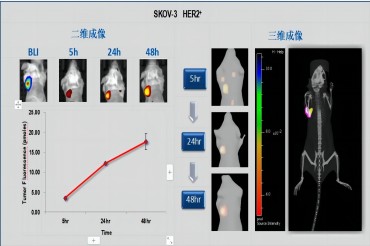 应用小动物活体成像技术研究 生物药剂学和药代动力学