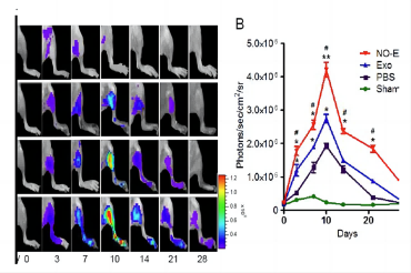 小动物活体成像技术在外泌体研究中的进展