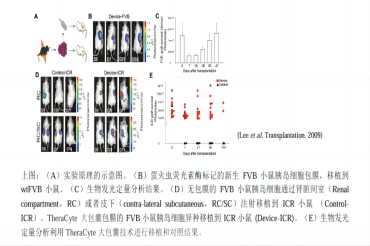 小动物活体光学成像技术在基因和细胞治疗中的应用