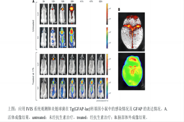 小动物活体光学成像技术在免疫学研究中的应用