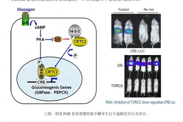 小动物活体光学成像技术在糖尿病研究中的应用