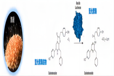 Revvity IVIS Lumina III助力生物发光小动物活体成像实验