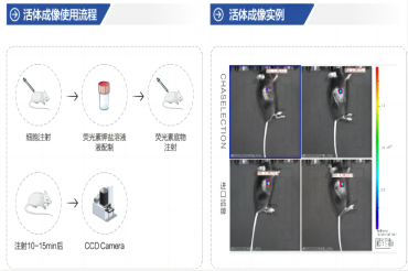 如何做好生物发光小动物活体成像实验？