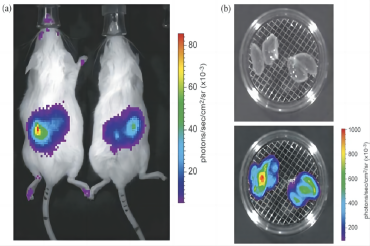 Revvity小动物活体光学成像技术在感染性疾病研究中的应用（一）