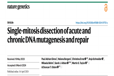 Nature Genetics |单细胞光导系统拆分单次有丝分裂姐妹细胞，分析急性和慢性DNA突变及修复