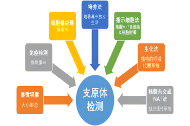 MycoAlert 支原体快速检测系统，20min出结果