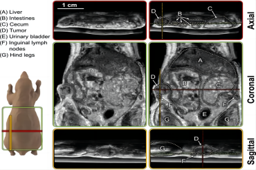 临床前肿瘤成像还可以这样做？