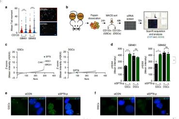 spt6驱动的无错误DNA修复保护措施 胶质母细胞瘤肿瘤干细胞样细胞的基因组稳定性