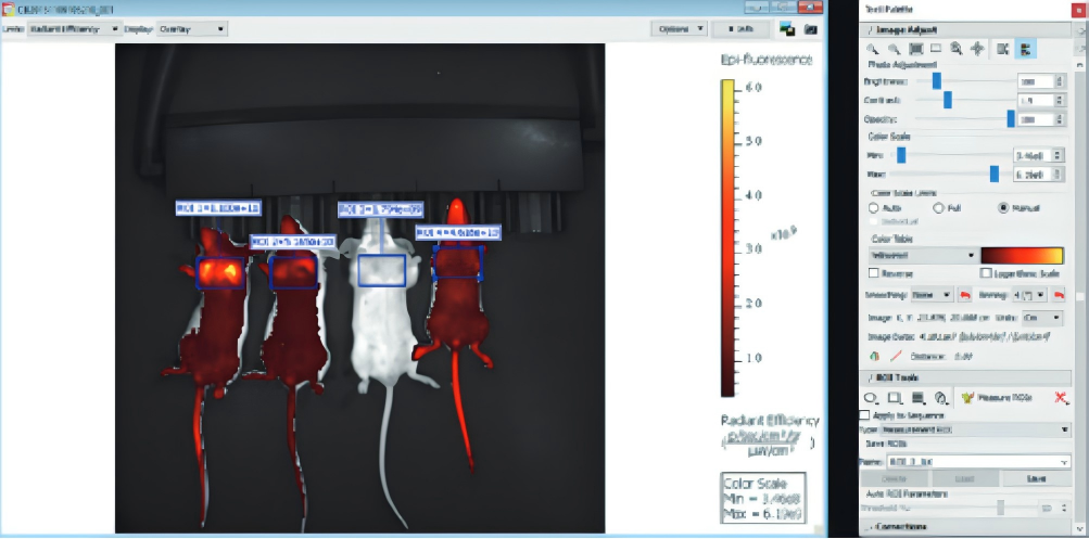 瑞孚迪 IVIS Lumina LT小动物活体成像——让二维光学成像更加简便