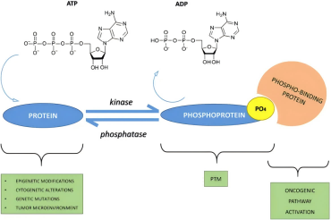 一文读懂蛋白激酶 (Protein Kinases) 和蛋白磷酸酶 (Phosphatases)