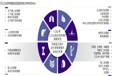 毒理学资料分享 | 如何优化原代人肝细胞的成球培养