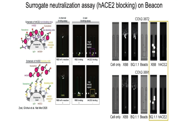 治疗性抗体发现：Becon为新出现的病毒威胁选择有效的候选药物