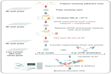 纯干货！瑞孚迪HTRF磷酸化检测注意事项