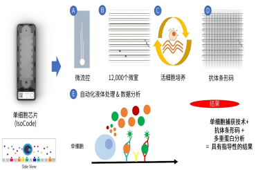 实现完全的单细胞功能表征——IsoPlexis 单细胞功能蛋白组技术介绍