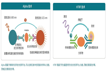 瑞孚迪HTRF&Alpha试剂助力GPCR药物高通量筛选