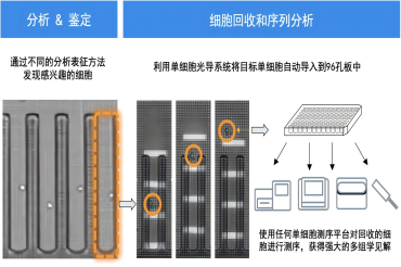 最新发布｜Beacon®单细胞功能表征平台为细胞疗法开发提供创新工具