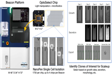 告别克隆“盲选”！Opto™ CLD Pop Dyn新方案让细胞株稳定性预测快人一步