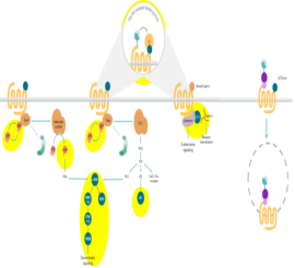 解锁大脑 “信号开关”：GPCR 靶向神经药物研发与瑞孚迪 HTRF/Alpha 均相检测的高敏精准应用
